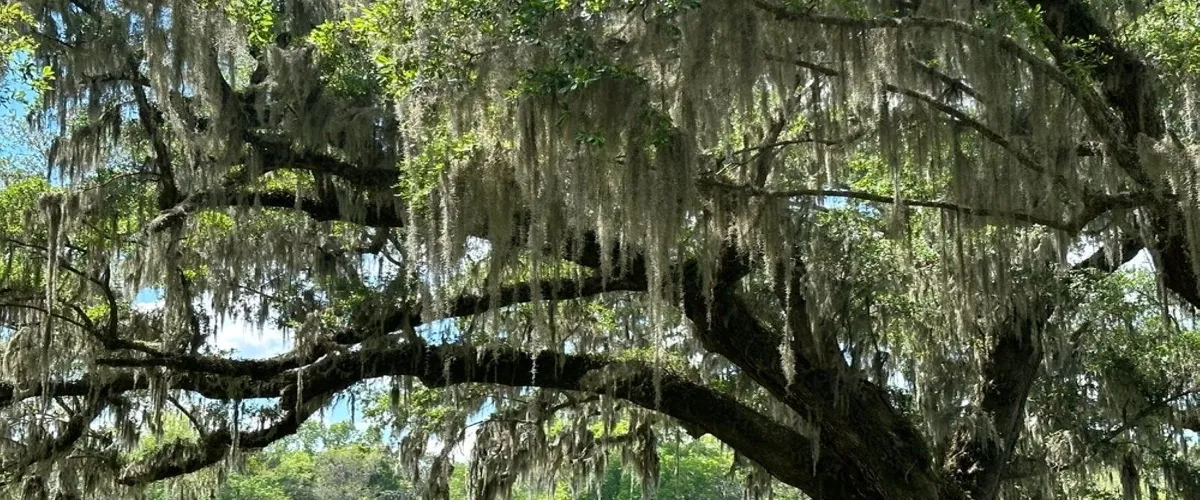 Foto 3 Middleton Place