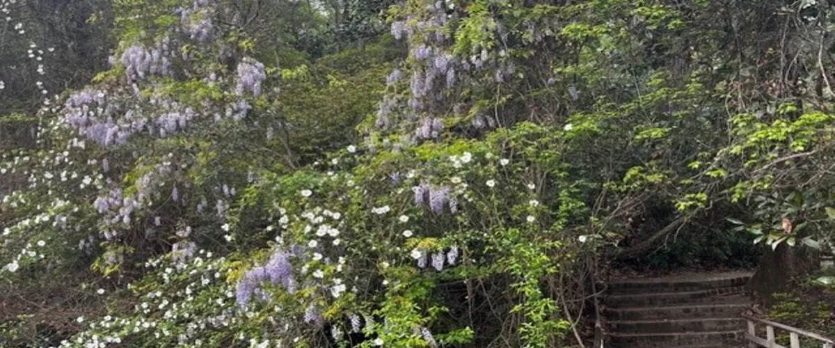 Foto 5 Middleton Place