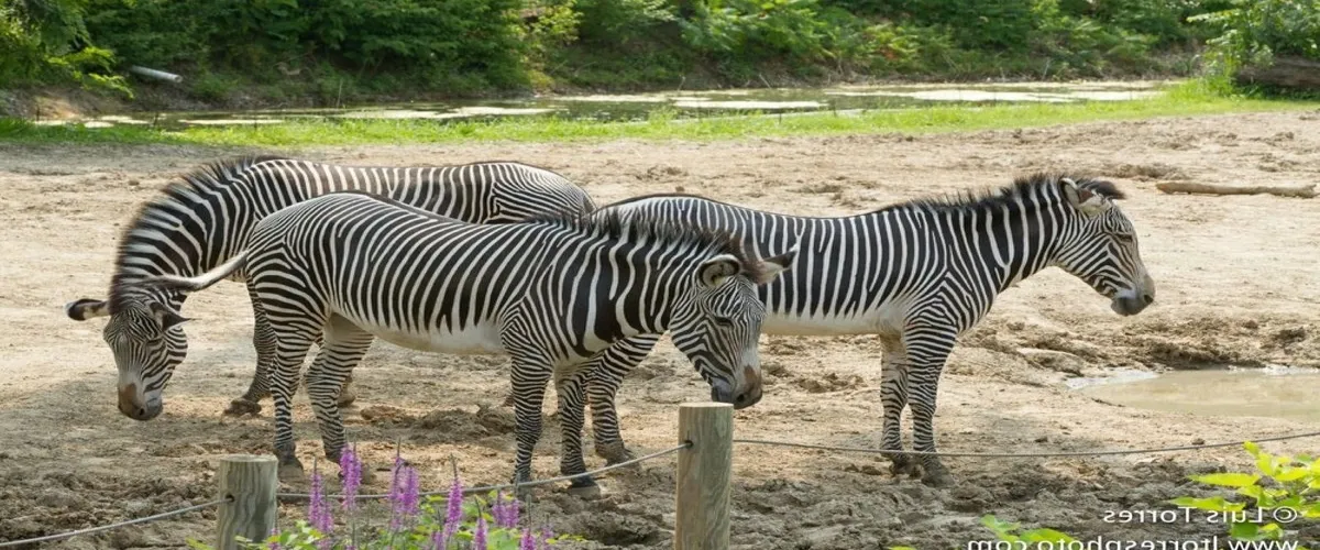 Foto 1 Peoria Zoo