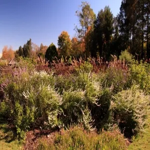 Foto de Reynolda gardens