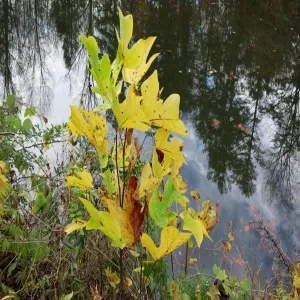 Foto de Southeastern Center for Contemporary Art (SECCA)