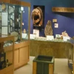 Foto 3 Mace Brown Museum of Natural History