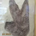 Foto 5 Mace Brown Museum of Natural History