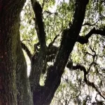 Foto 5 Magnolia Plantation & Gardens