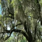 Foto 3 Middleton Place