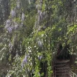 Foto 5 Middleton Place