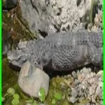 Foto 5 Peoria Zoo