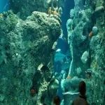 Foto 2 South Carolina Aquarium