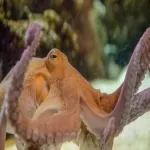 Foto 4 South Carolina Aquarium